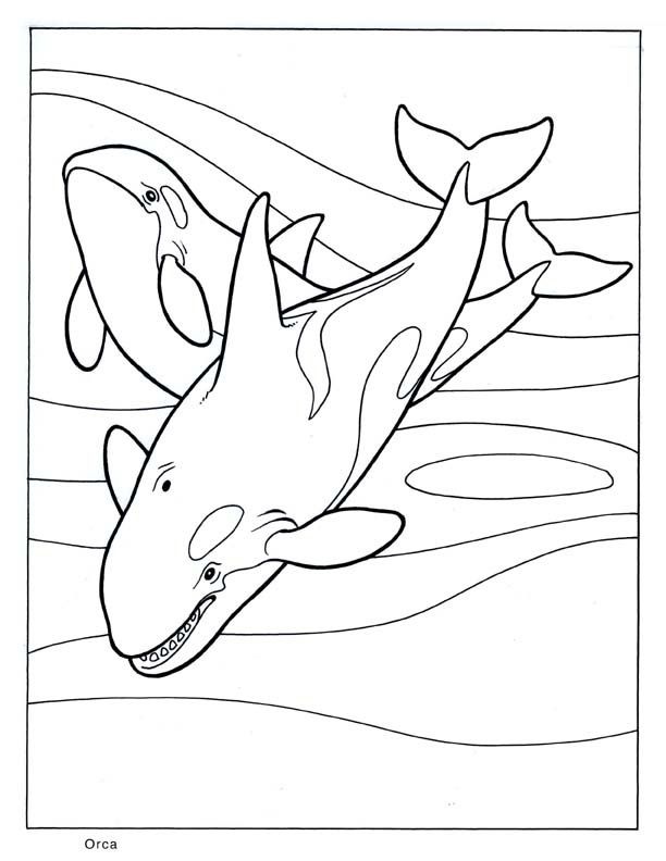 612x792 Killer Whale Coloring Pages Fresh Killer Whale Coloring Pages