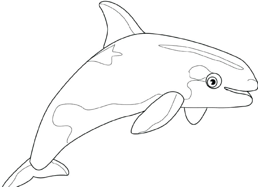 900x653 Killer Whale Coloring Pages Whale Coloring Pages Parts Of A Killer