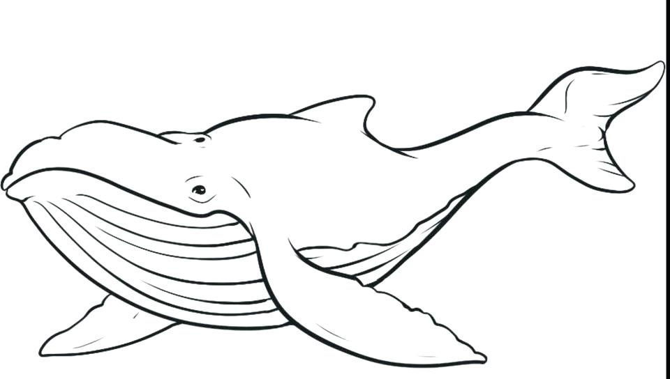960x544 Orca Coloring Page Beluga Whale Killer 9 Pin 8 Pencil And In Color