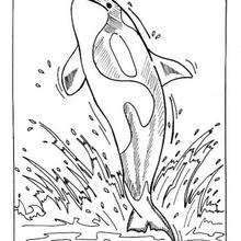 220x220 Whale Coloring Pages, Drawing For Kids, Reading Amp Learning