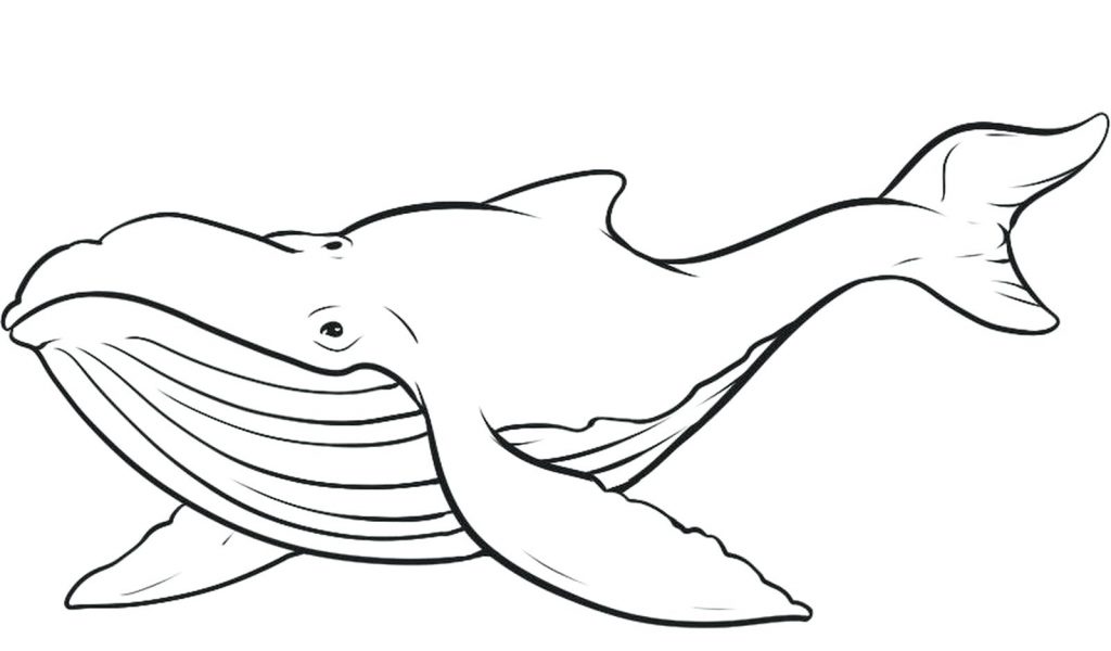 1024x600 Coloring Pages ~ Whale Coloring Pages Download 3 Free Killer Whale