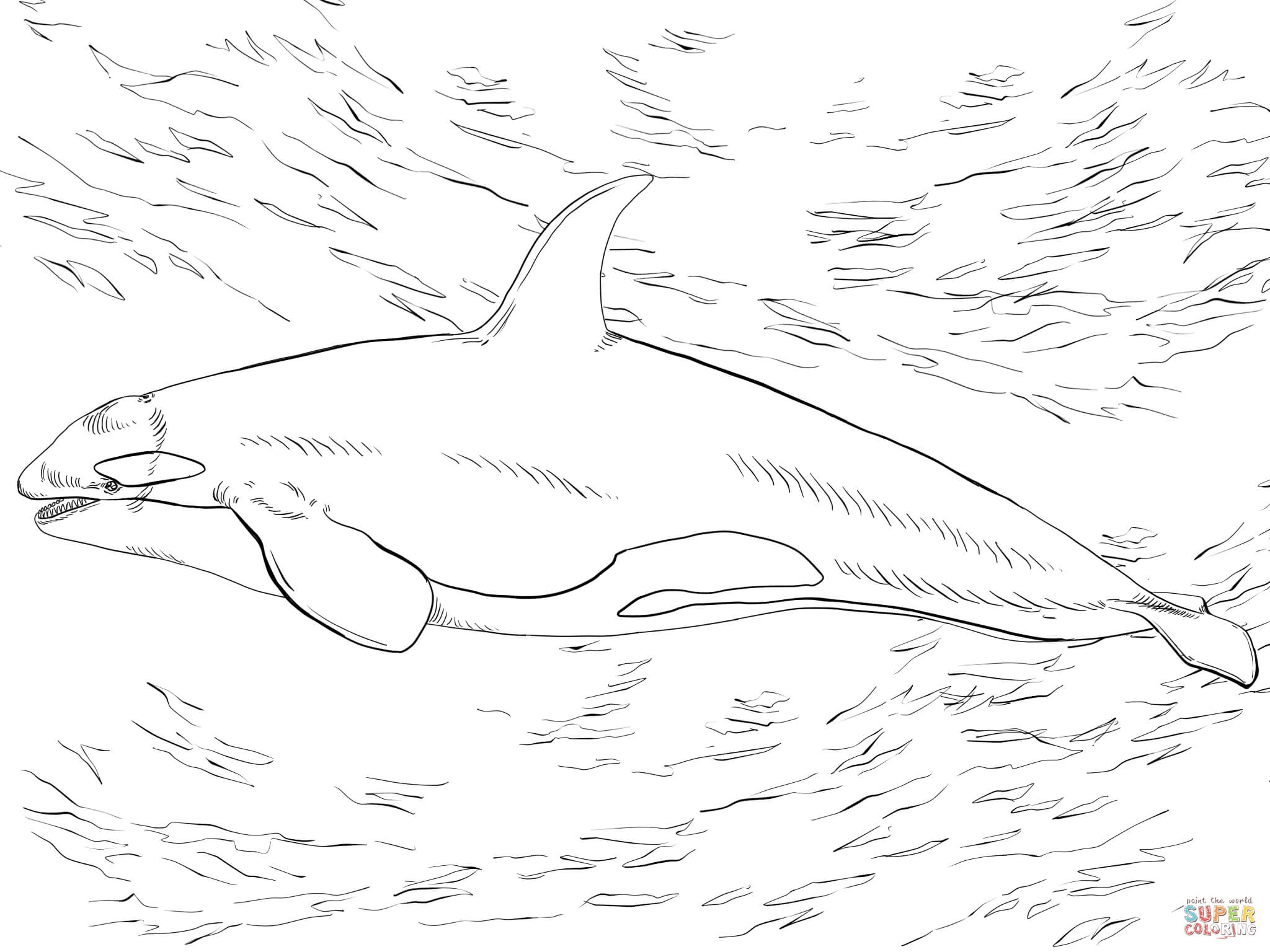 2048x1536 Destiny Killer Whale Coloring Pages Orca Page Art Mission Me 994