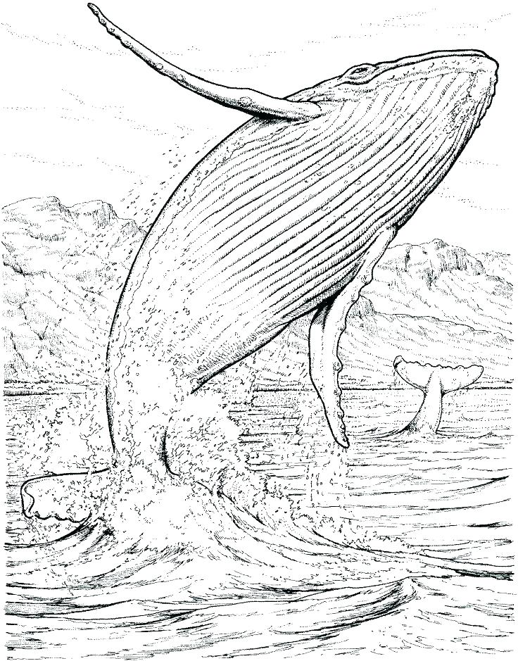 736x939 Humpback Whale Coloring Page Humpback Whale Coloring Page Killer