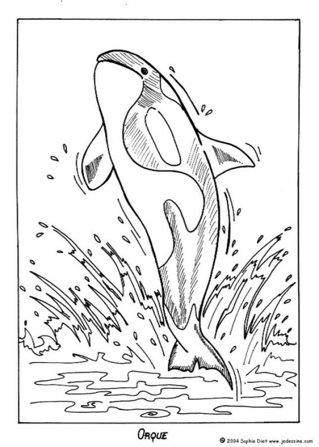 643x900 Killer Whale Coloring Page. Nice Coloring Sheet Of Sea World. More