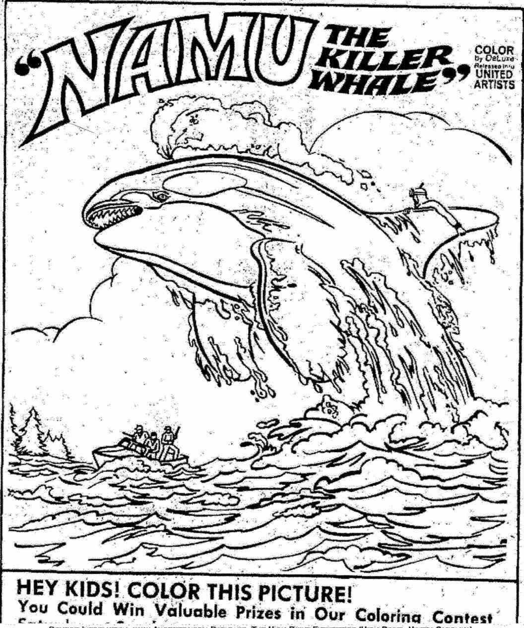 1056x1264 Killer Whale Coloring Page