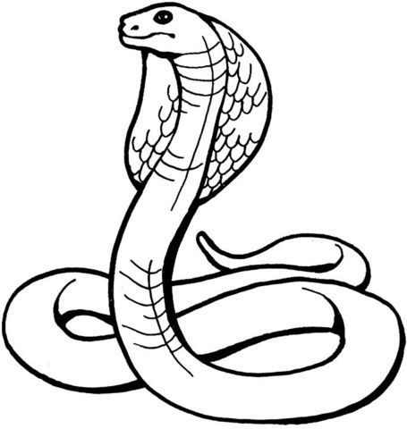 455x480 King Cobra Coloring Page Coloring Pins Like