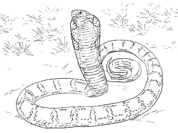600x450 Black Mamba Coloring Pages King Cobra Coloring Pages Coloring