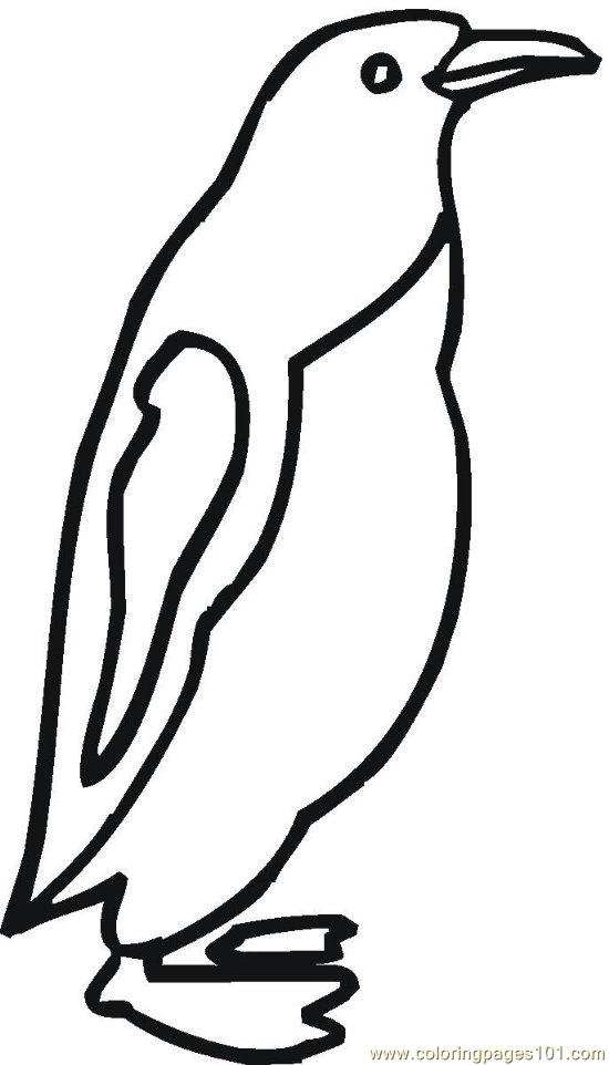 550x962 Penguin (5) Coloring Page