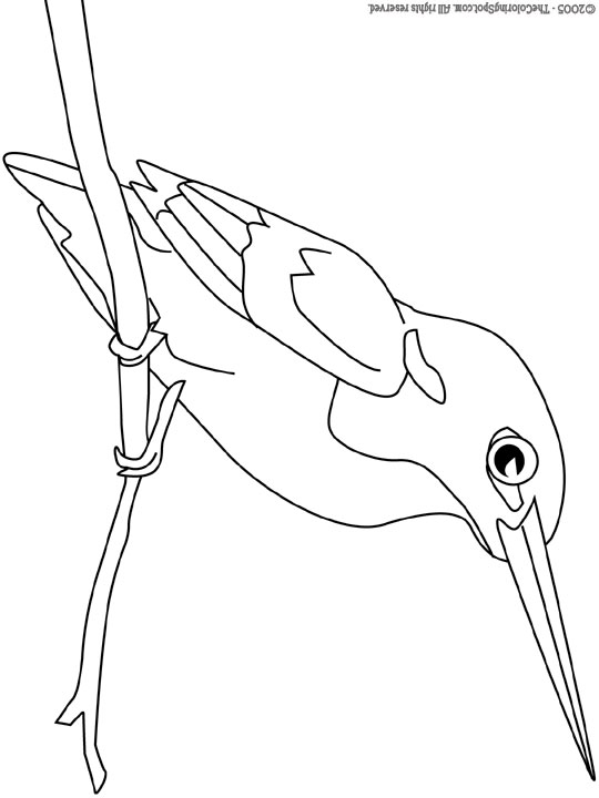 540x720 Kingfisher Audio Stories For Kids Amp Free Coloring Pages