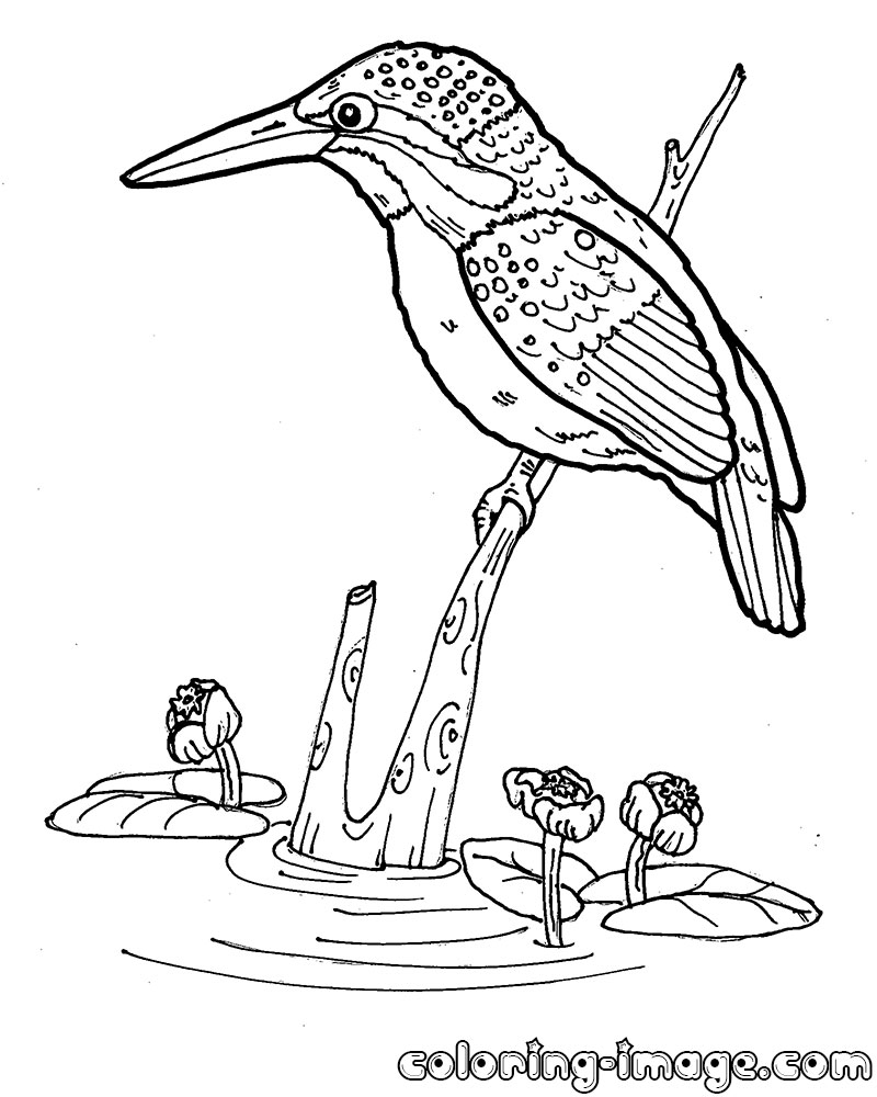 800x1000 Kingfisher Animal Coloring Pages Kingfisher Animal Coloring Pages