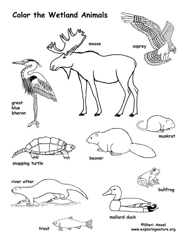 612x792 Ocean Habitat Coloring Pages Images Of Ocean Habitat Coloring Page