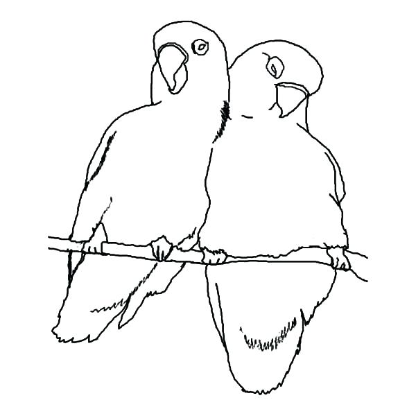 600x600 Birds Coloring Pages Common Kingfisher Cute Bird Coloring Page