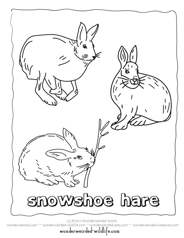 612x792 The Best Fox Animal Coloring Pages Image Collections