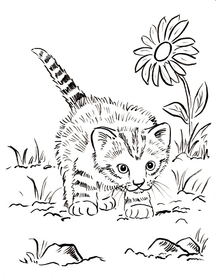 760x985 Kitten Coloring Pages For Adults