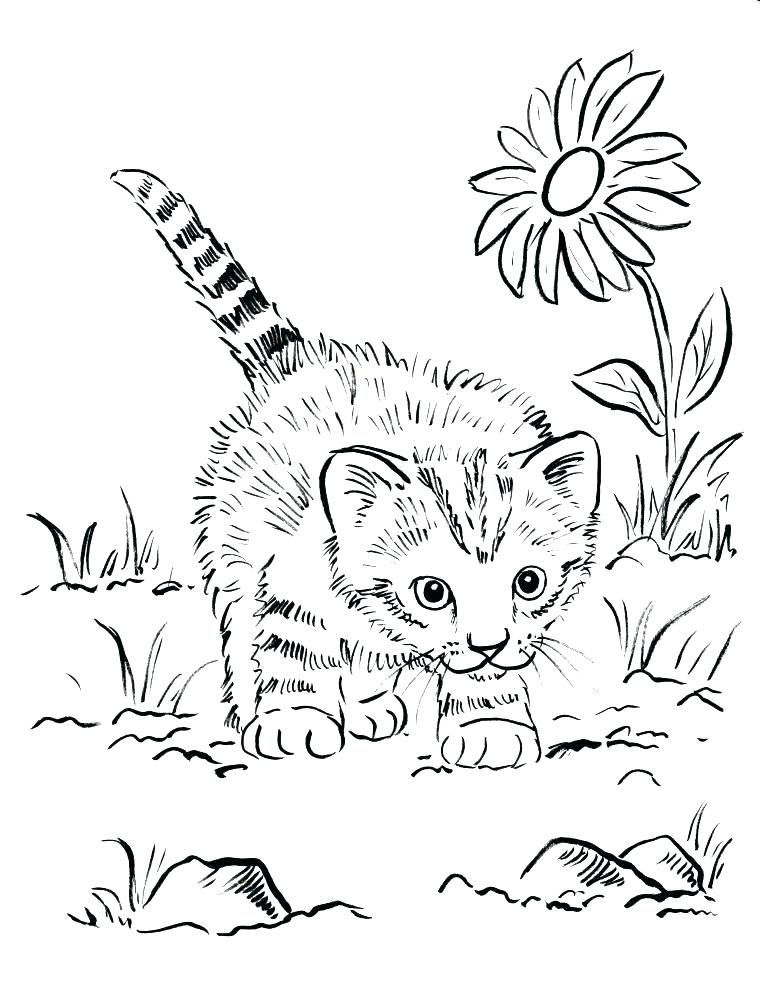 760x985 Cute Kitten Coloring Pages Coloring Pages Of Kittens Cute Kitten