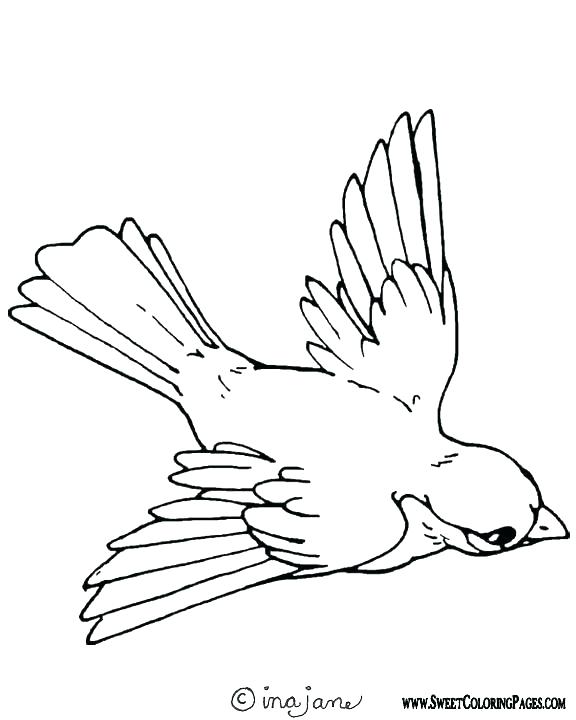 576x720 Kiwi Bird Coloring Page Free Printable Bird Coloring Pages Also