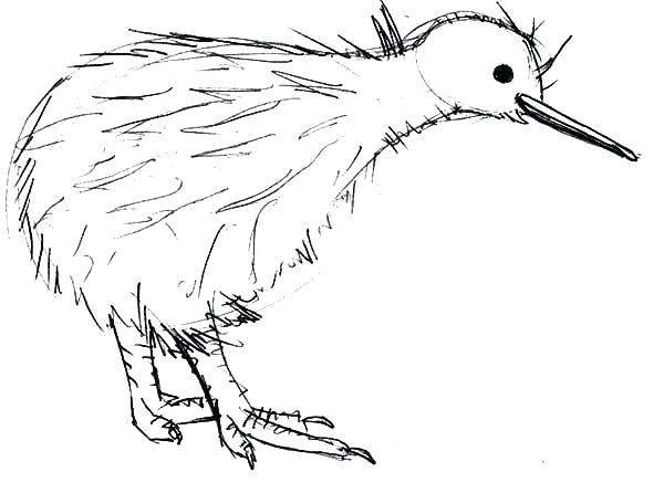 600x446 Kiwi Bird Coloring Page Kiwi Bird Coloring Page Kiwi Animal