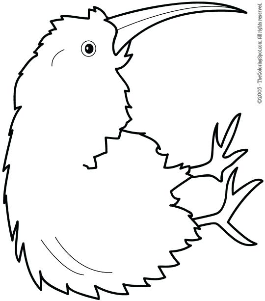540x613 Kiwi Bird Coloring Page Kiwi Bird Coloring Page Sketch Of Kiwi