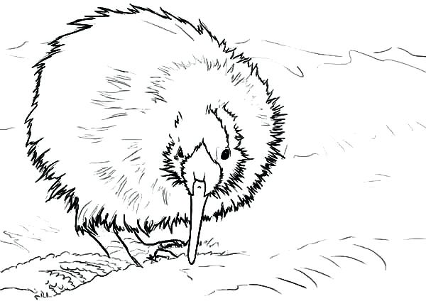 600x424 Kiwi Bird Coloring Page New Kiwi Bird Coloring Pages Coloring