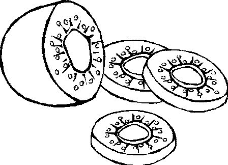 448x324 Kiwi Slices Coloring Page Amp Coloring Book