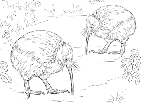 480x360 North Island Brown Kiwi Coloring Page Coloring Pages