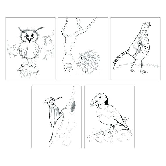 570x570 Puffin Coloring Page Kiwi Bird Coloring Page 5 Bird Coloring Page