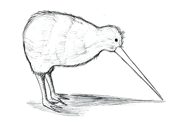 600x442 New Zealand Kiwi Bird Coloring Pages Wesmec.site
