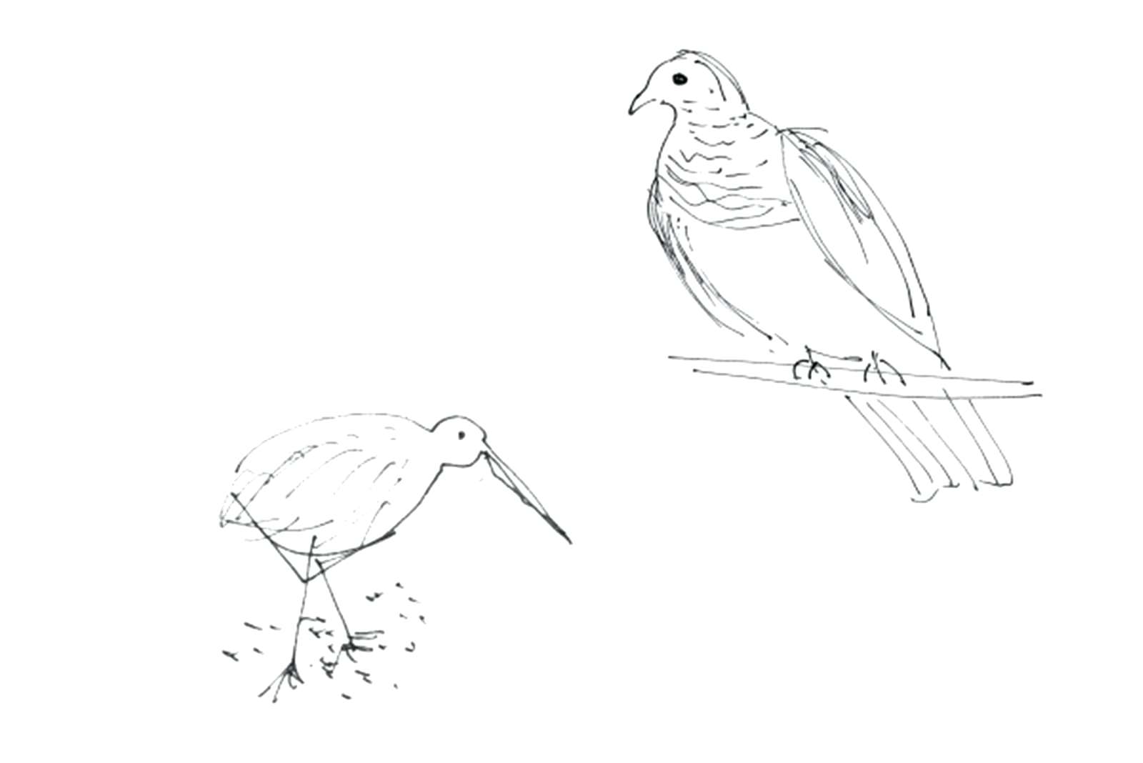 1600x1068 Coloring Pages For Adults Mandala Bird Sketch Of Kiwi Anger Page