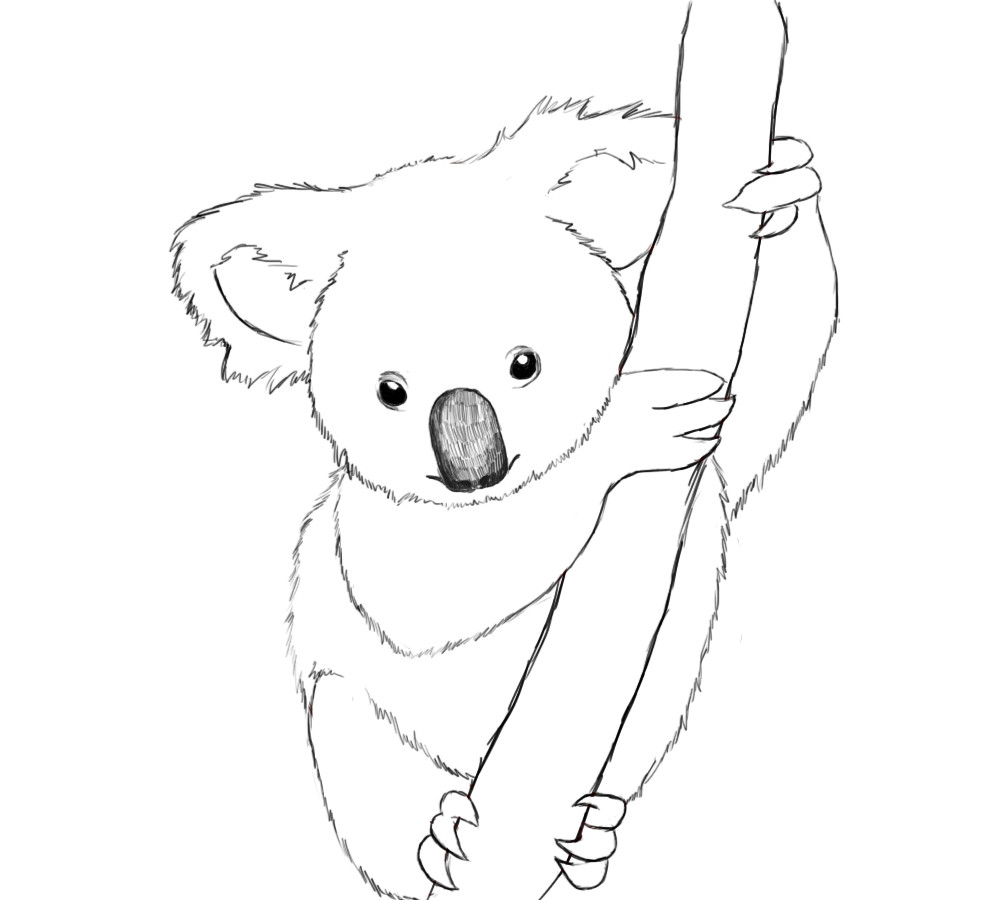 981x900 21 Koala Bear Coloring Page Collections Free Coloring Pages