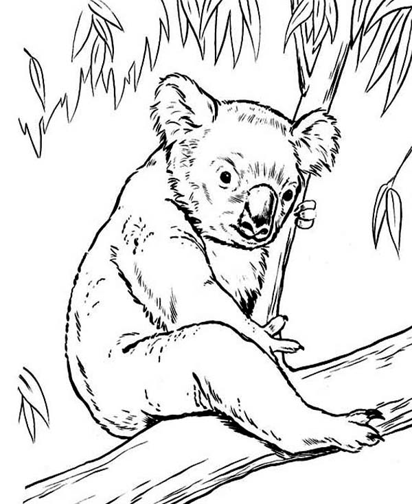 600x734 Koala Bear On Eucalyptus Tree Coloring Page Color Luna