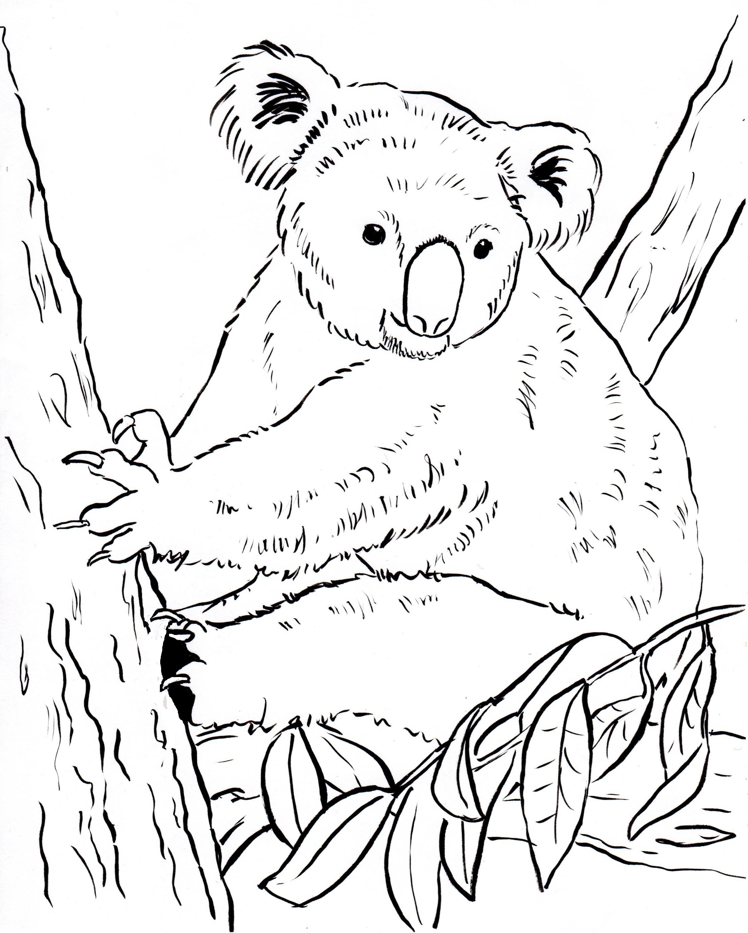 2540x3168 Awesome Koala Coloring Pages That Look Real Free Colouring