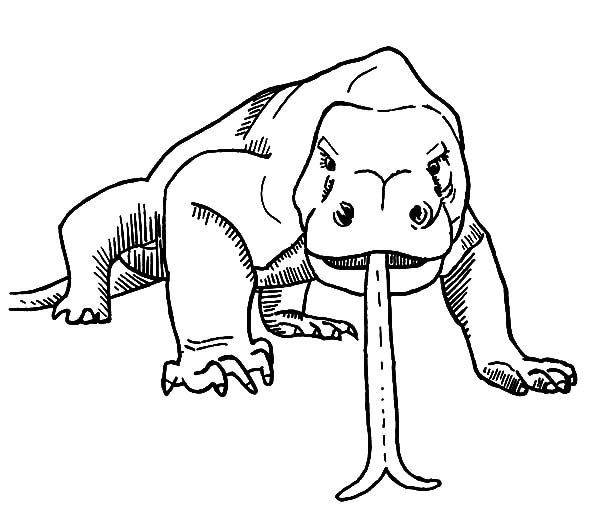 600x525 Komodo Dragon Coloring Pages Komodo Dragon Sticking Out His Tongue