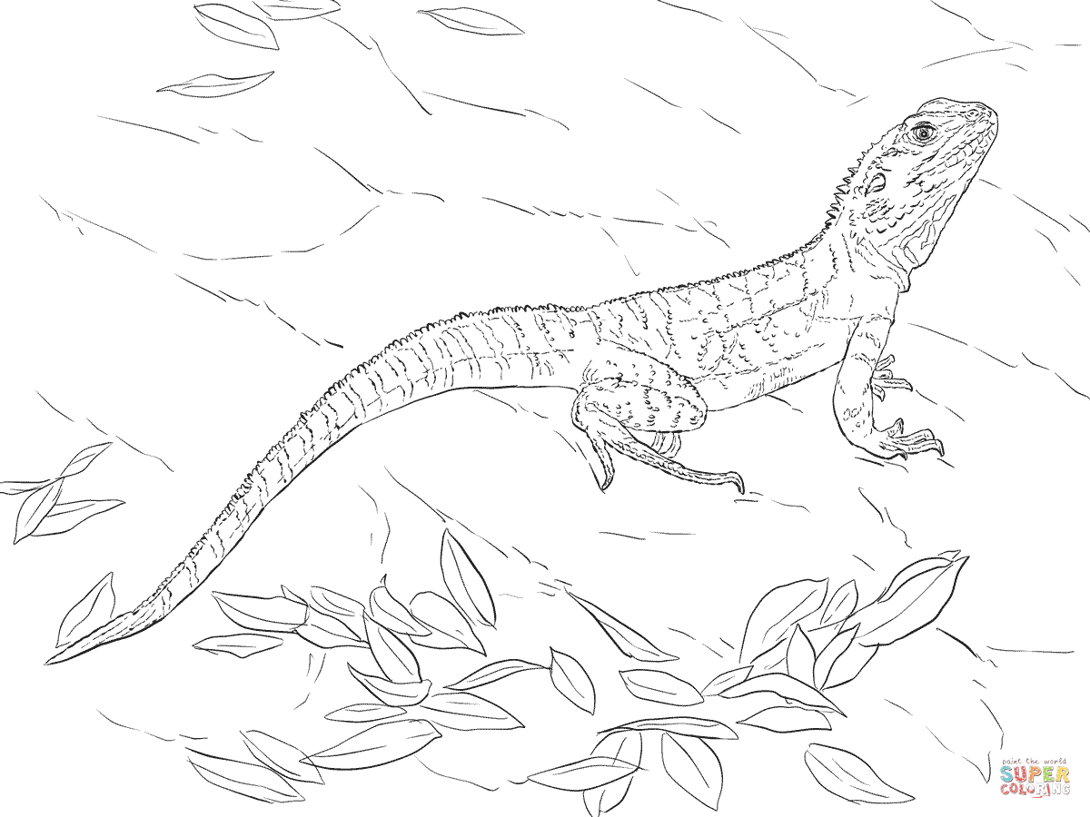 1200x900 Wanted Komodo Dragon Coloring Page Reduced Bea