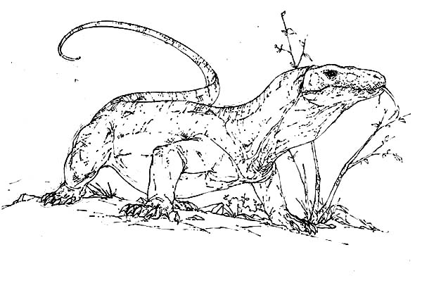 600x402 Download Online Coloring Pages For Free