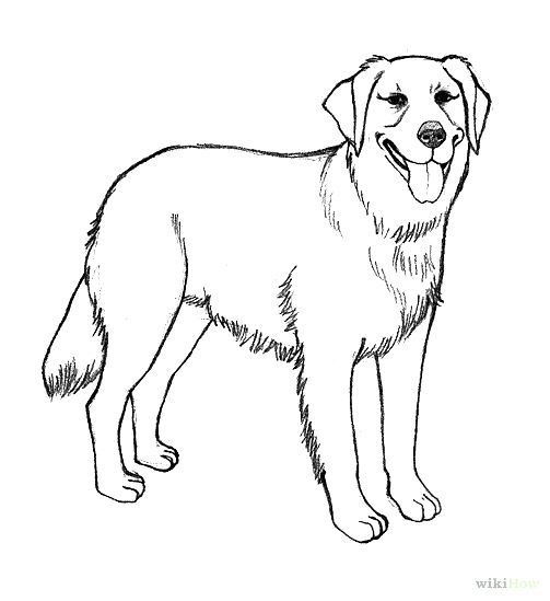 503x549 Lab Coloring Pages Dog Realistic Golden Retriever Coloring Pages