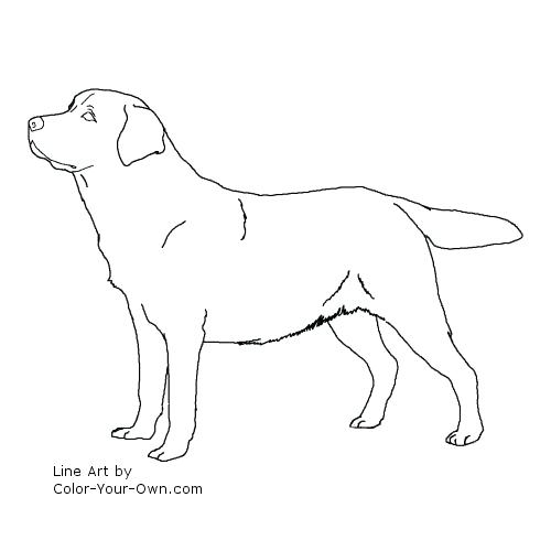 500x500 Coloring Pages Dog Realistic Lab Dog Coloring Pages Coloring Pages
