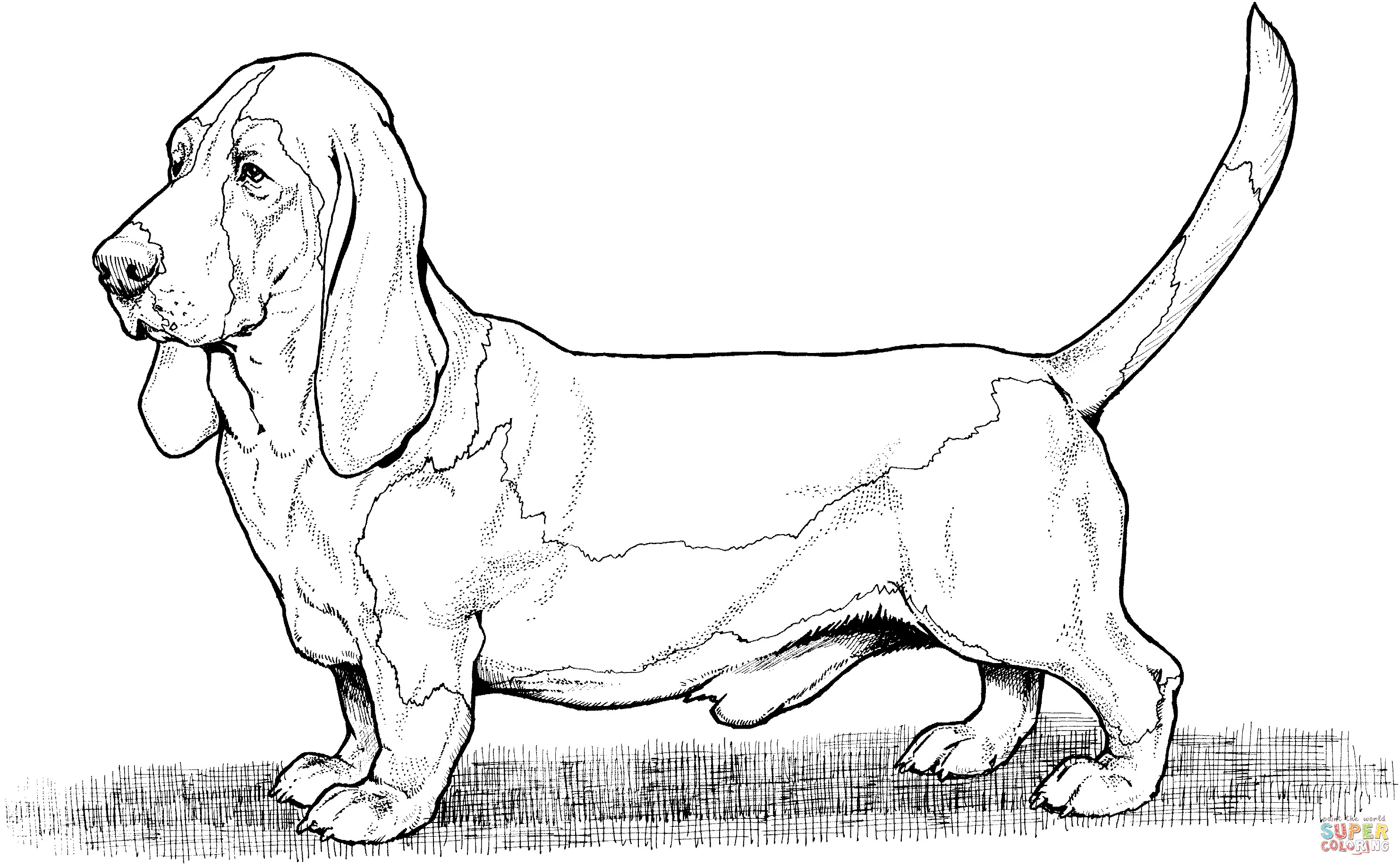 Lab Dogs Coloring Pages