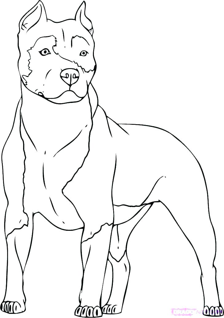 728x1032 Dog Color Pages