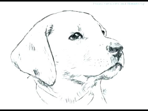 480x360 Real Dog Coloring Pages