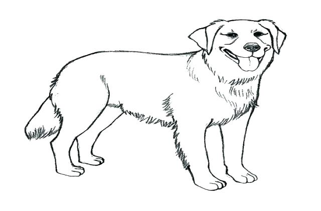 640x420 Black Lab Puppy Coloring Pages Golden Retriever Free