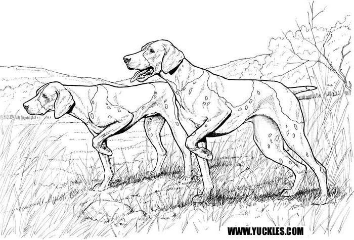 700x475 German Shorthaired Pointer Coloring Page By Yuckles!