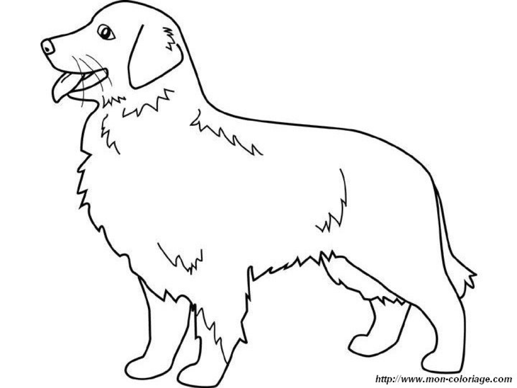 1024x768 Golden Retriever Coloring Page