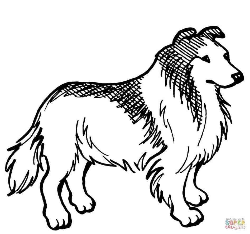 948x885 Guide Grooming Gallery Images Puppies And Dogs Helsby Runcorn