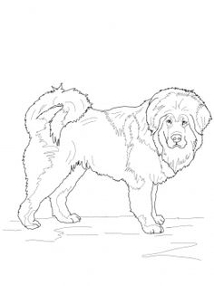 236x315 Labradoodle Coloring Page Coloring 4 Labradoodle