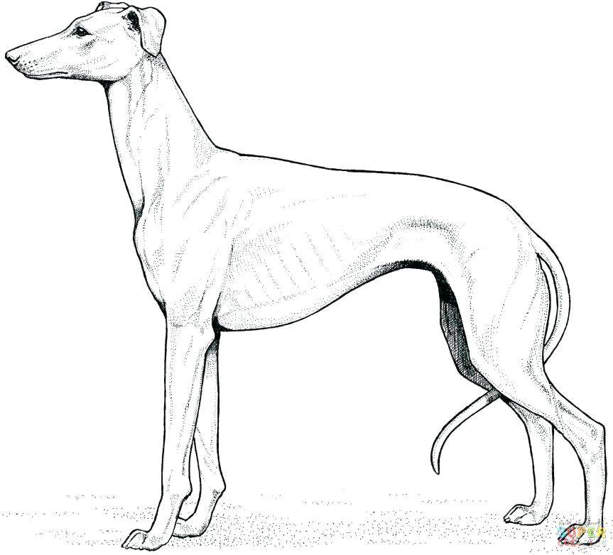 863x782 Labrador Retriever Coloring Pages Coloring Pages Free Printable
