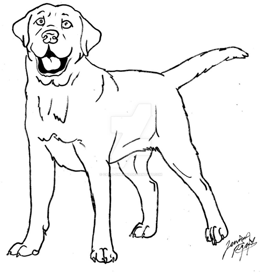 878x910 Labrador Coloring Page By Canis Simensis