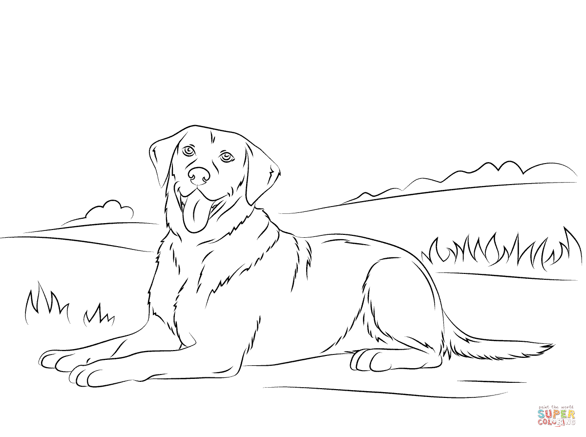 1200x895 Labrador Retriever Coloring Page.png Asher's Birthday