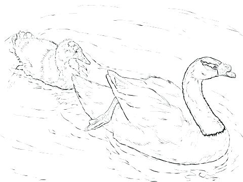 480x360 Black Lab Coloring Pages Lab Coloring Pages Dog Realistic Golden