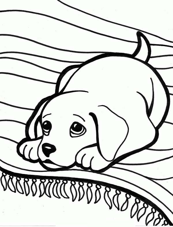 600x783 Coloring Pages Labrador