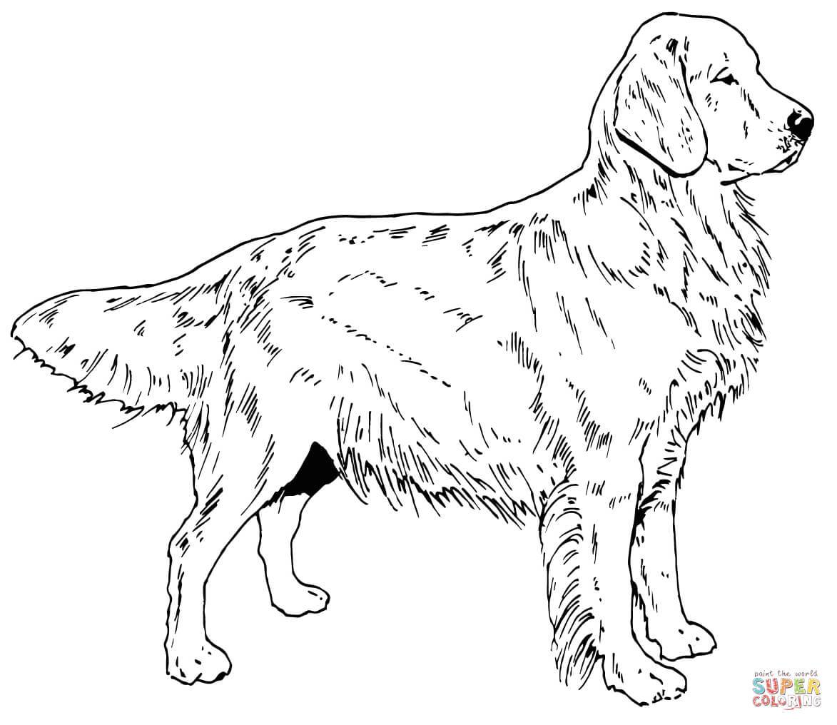 Labrador Dog Coloring Pages